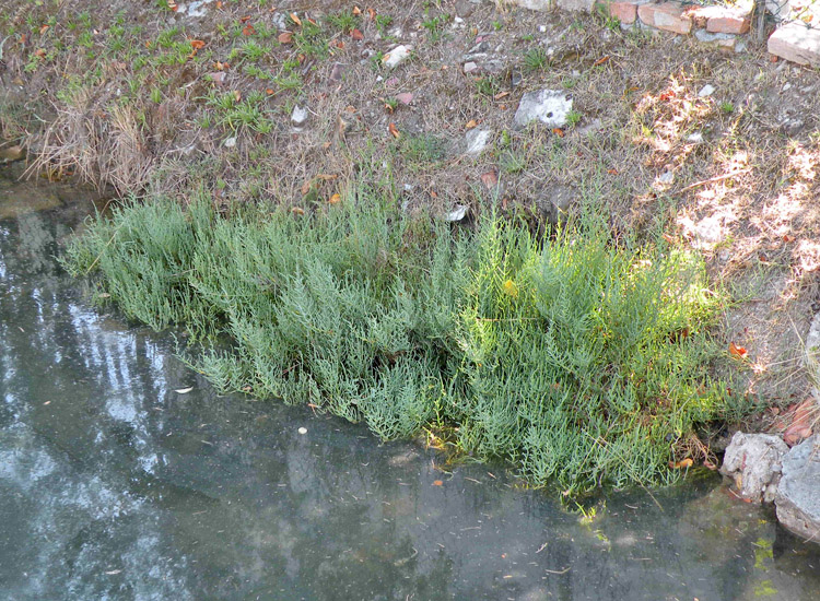 Saline di Cervia: Salicornia o Arthrocnemum?